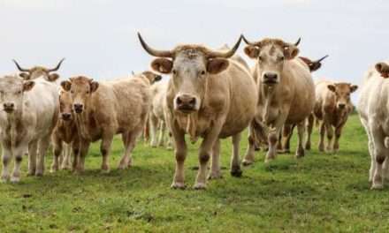 La question du revenu des éleveurs bovins au cœur des mobilisations agricoles